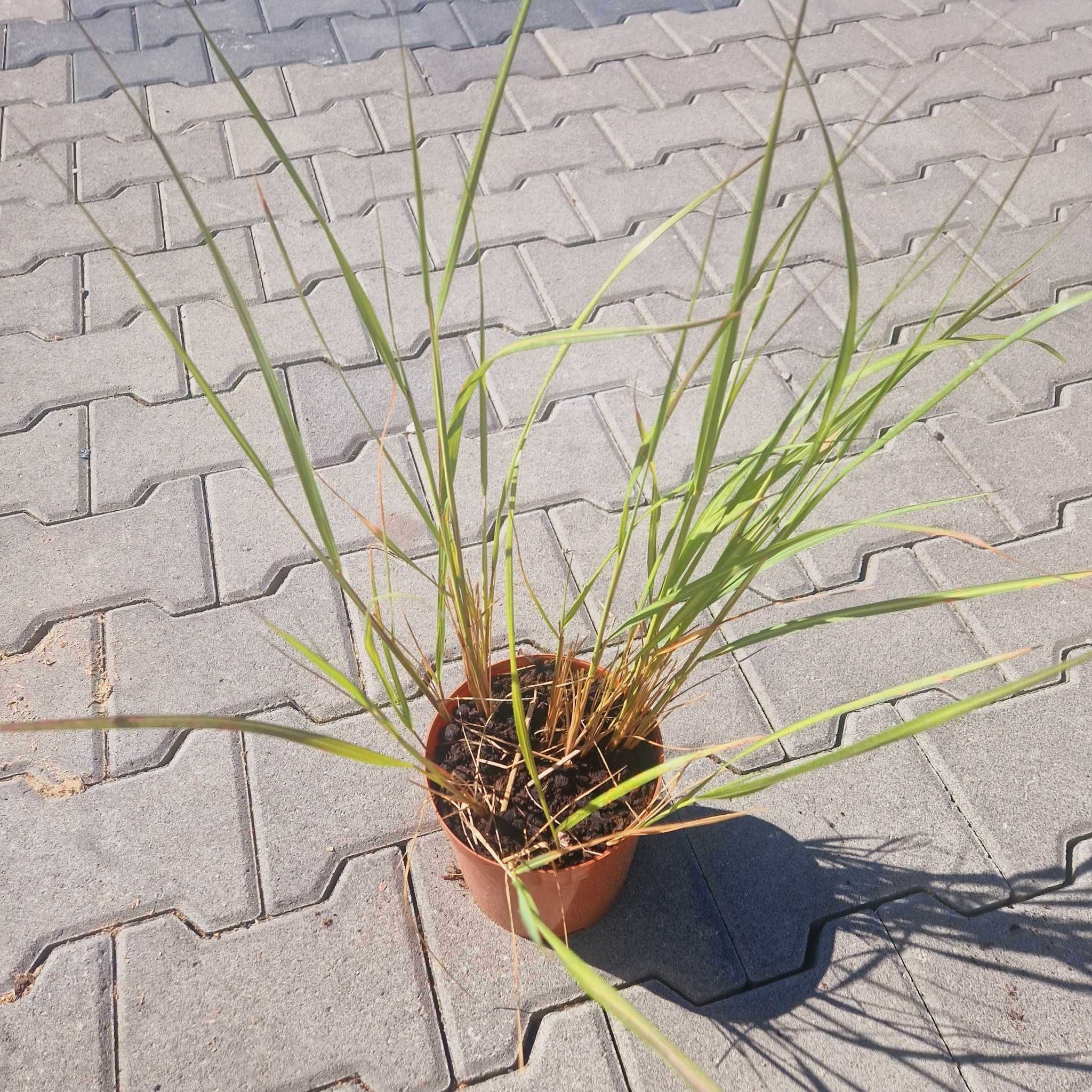 Szkółka Roślin Ozdobnych Rychwał rośliny do ogrodu