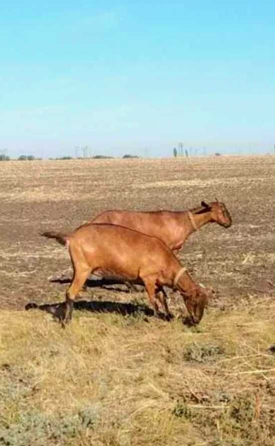 Кізочка альпійка