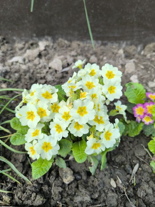 Sadzonki pierwiosnków mix 10 sztuk