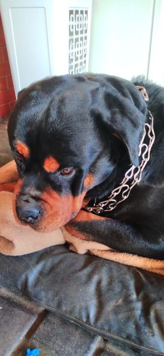 Чистокровные щенки Ротвейлеры.