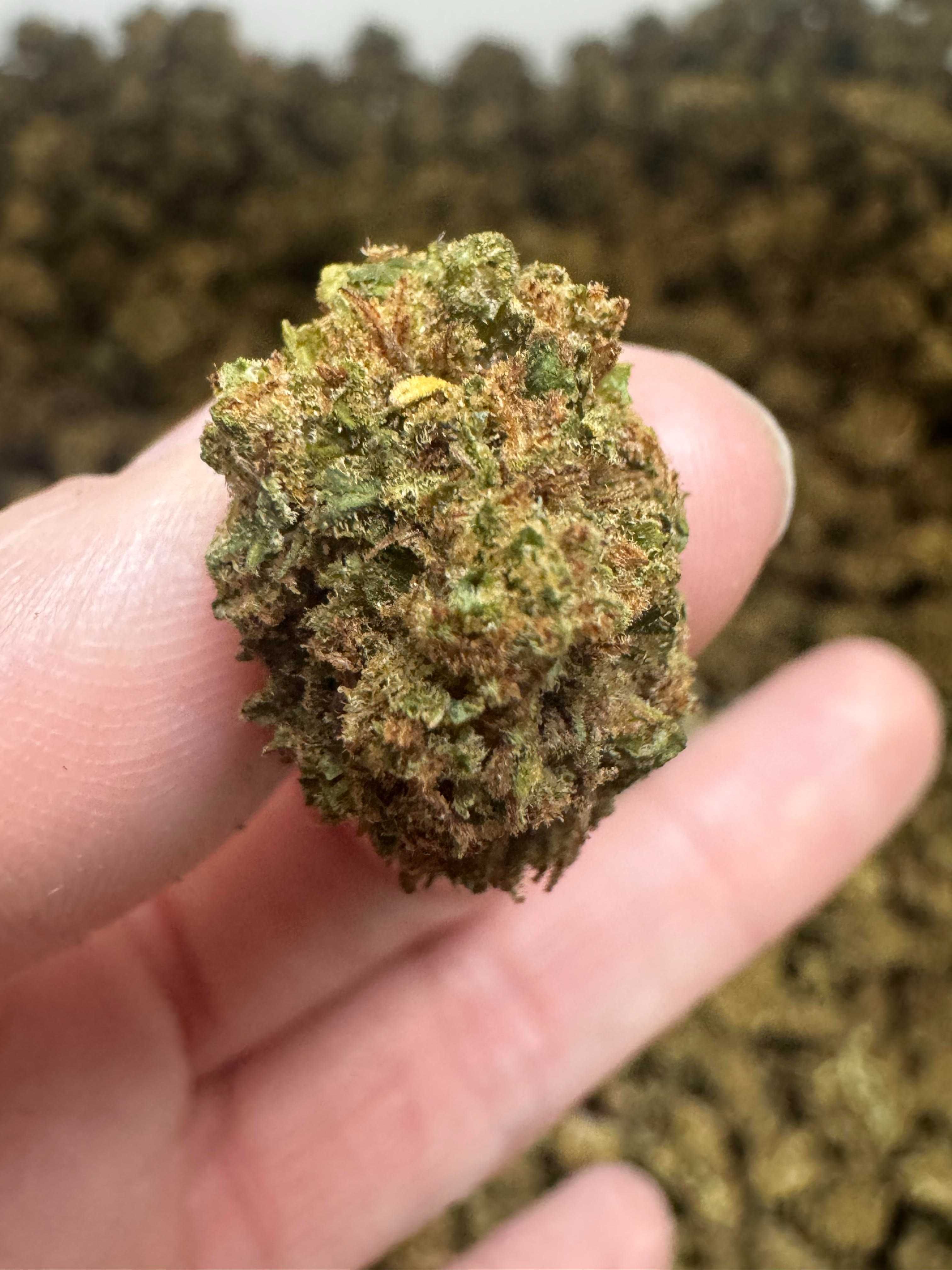 50 Gram Strawberry haze CBD Jakość Premium