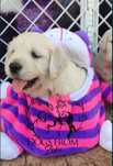 Golden Retriever FCI ZKWP chłopak