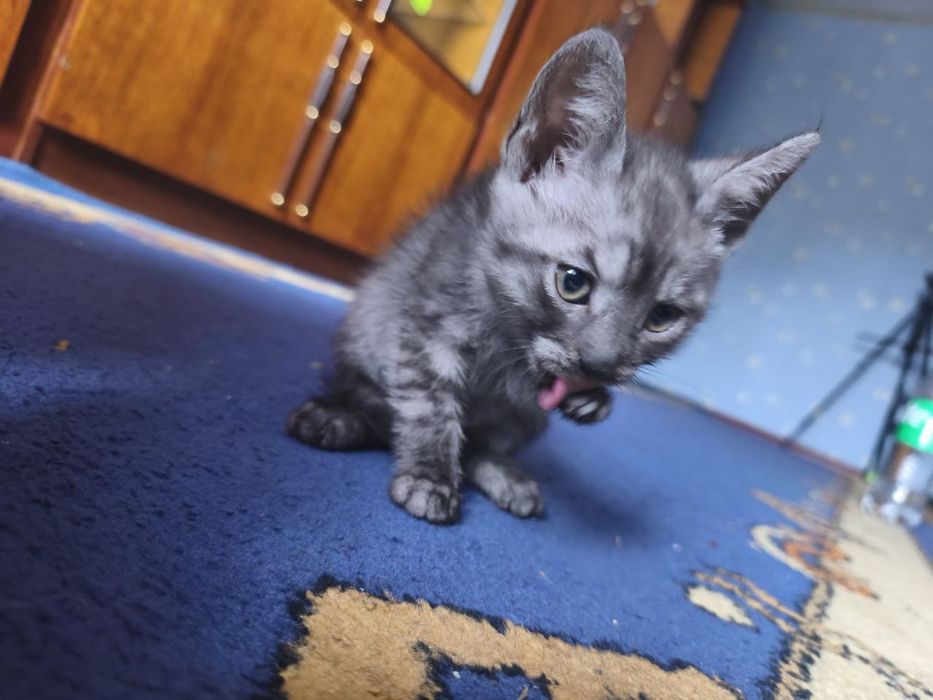 Віддам кошенят в добрі руки