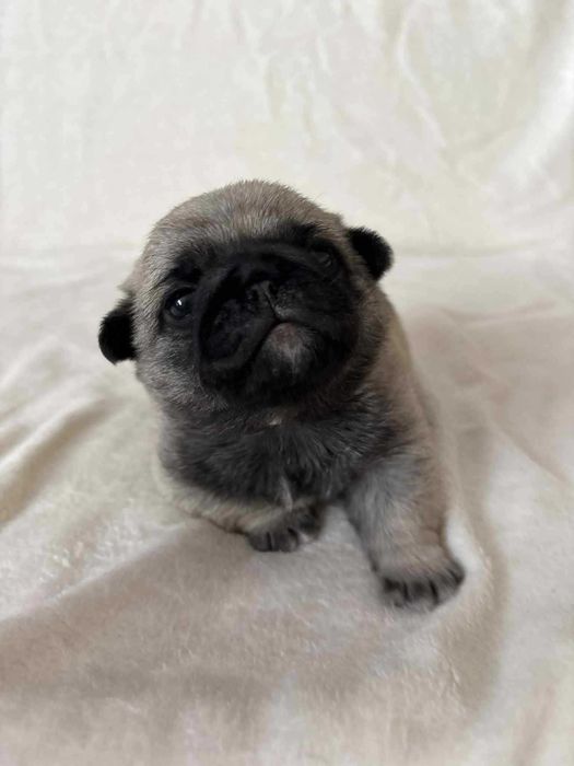 Przepiękny Piesek Mops