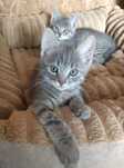 Котята и их приемная мама