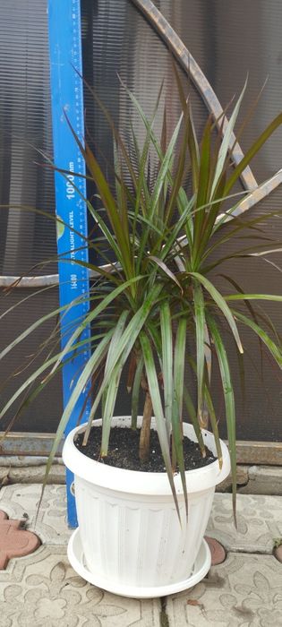 Драцена окаймленная (маргината)