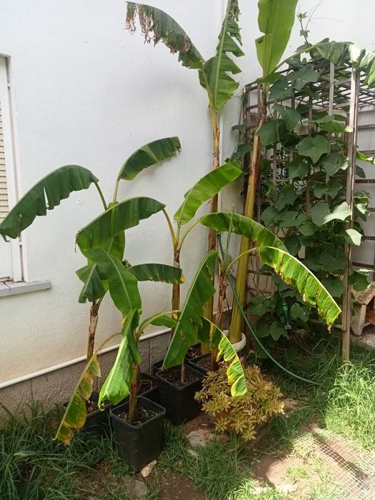 Bananeiras decoração ou consumo