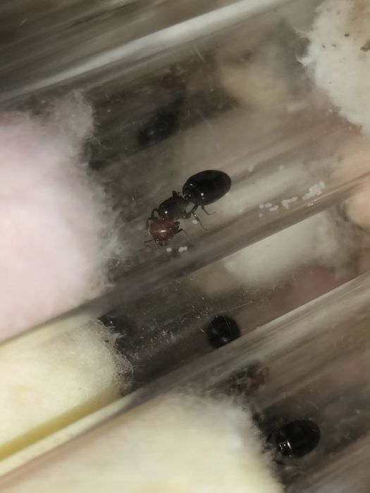 Crematogaster scuteliaris rojkowe królowe