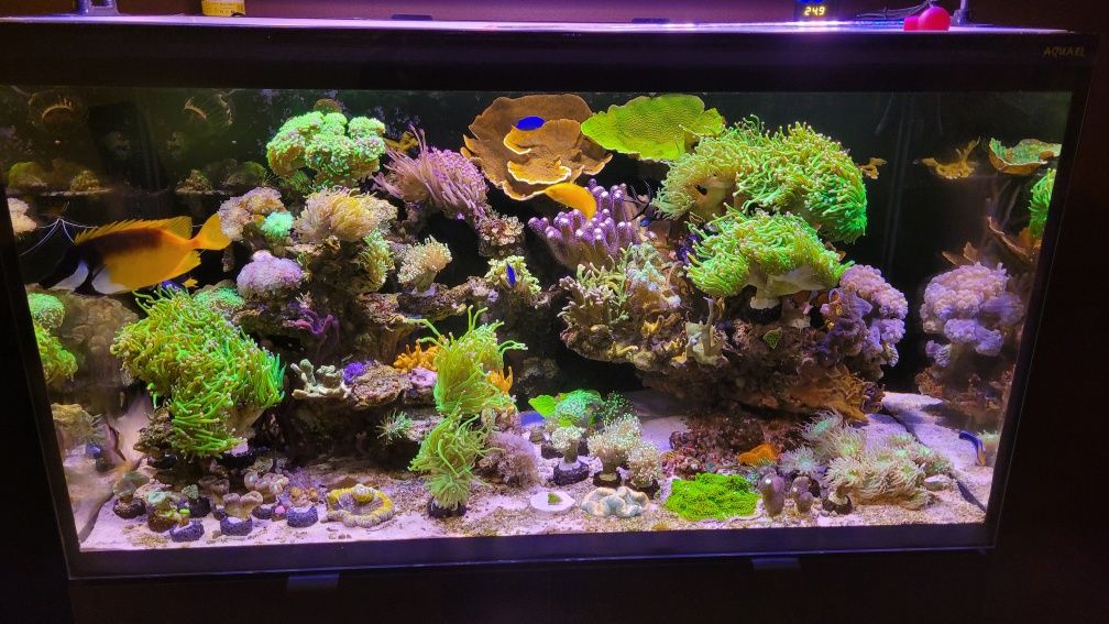 Akwarium morskie koralowce