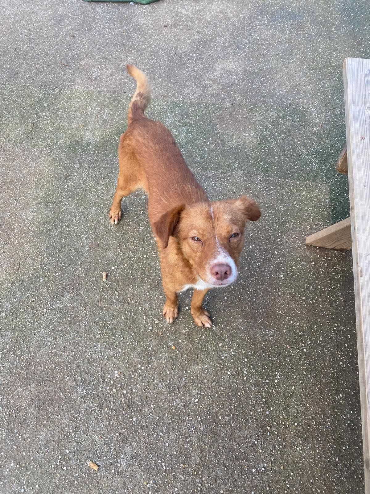 Caramelo Cão Para Adoção