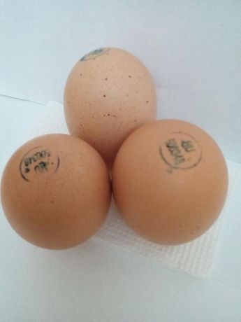 > Инкубационные яйца Бройлер Кобб 500 , Росс   Венгрия  маркерованые