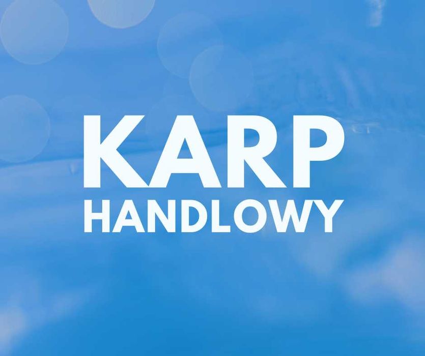 Karp handlowy na zarybienie