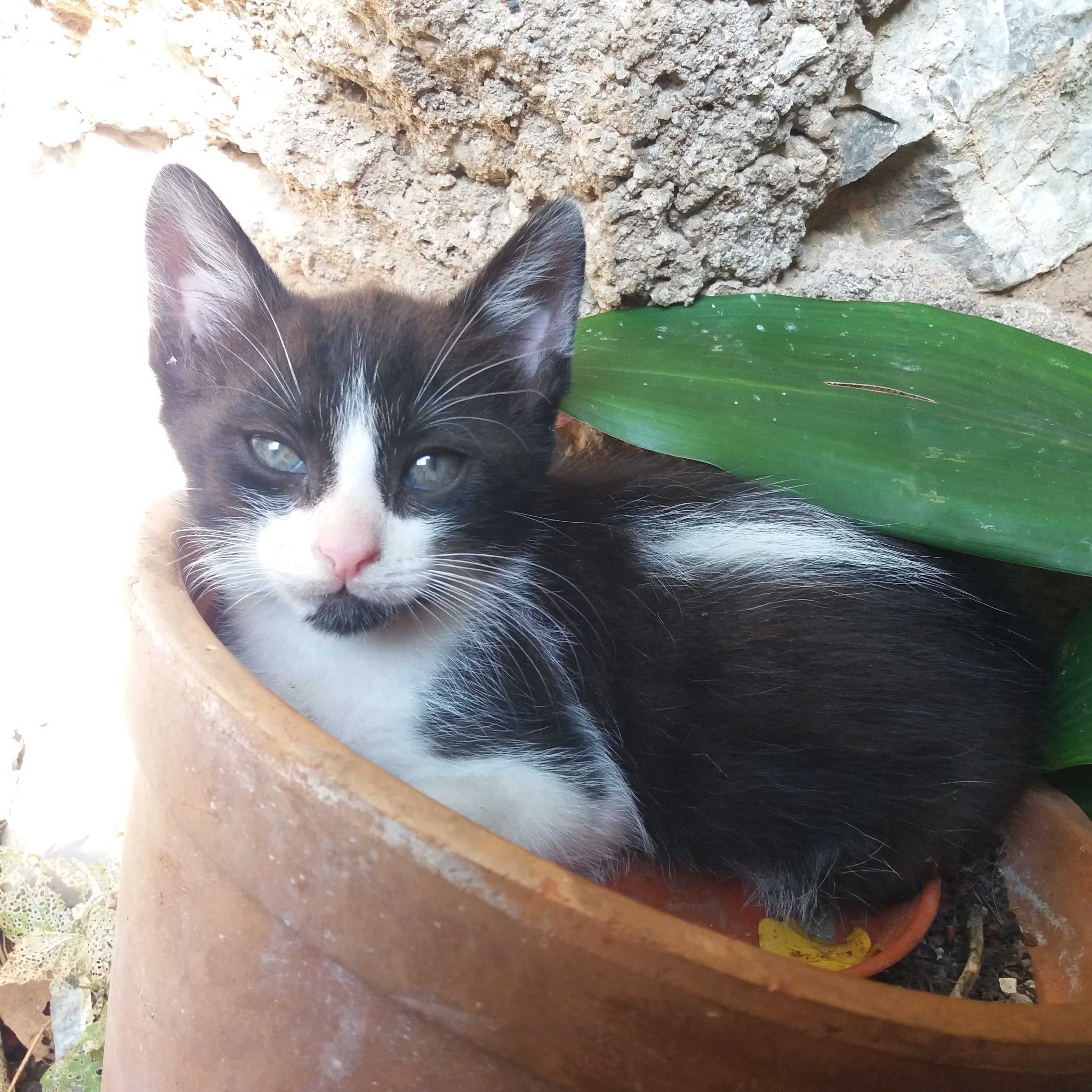 Dou gatinhos com 2 meses entrego em Leiria