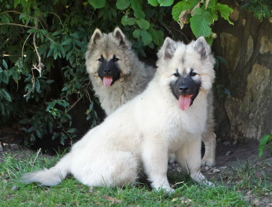 Eurasier - plany hodowlane na rok 2026