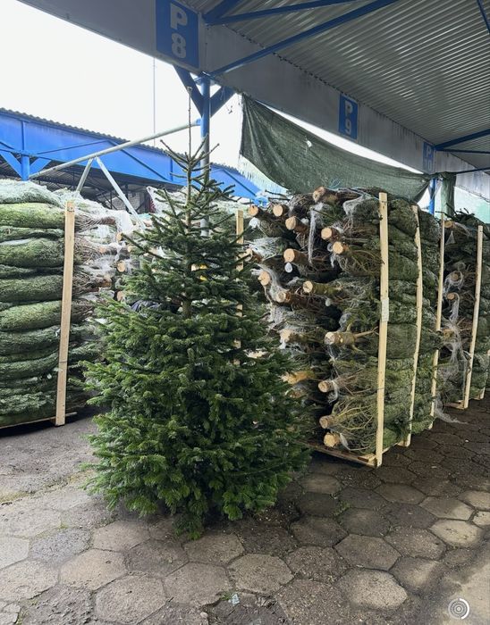 Jodła Kaukaska Choinka/Choinki Importer HURT/DETAL