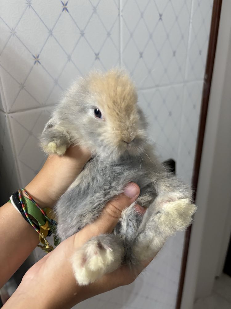 Coelho holandês orelhudo