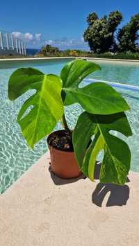 Monstera Aurea Marmorata. Oferta de portes