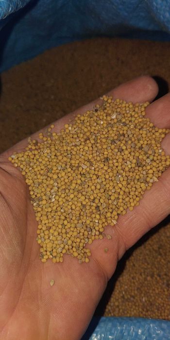 Nsiona gorczycy białej 10 kg