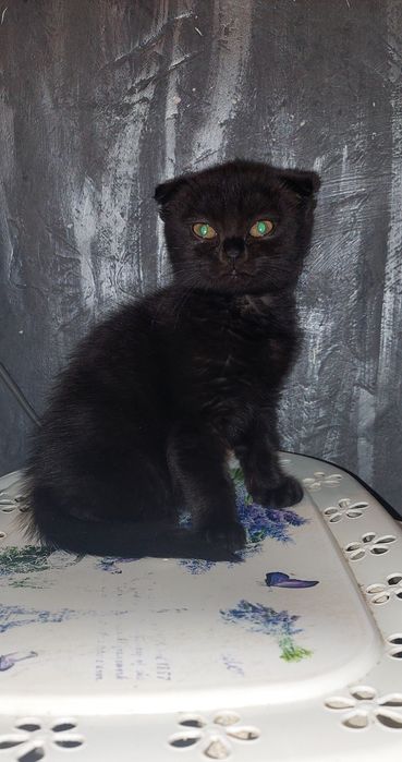 гарні дівчатка шукають господарів