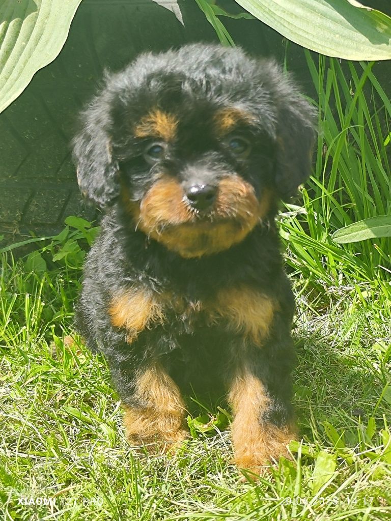 Cavapoo cudowny szczeniak