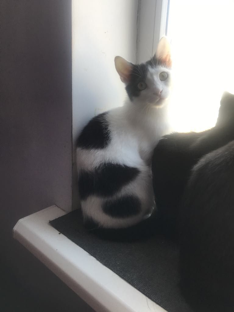 Кіт. Киця. Кошеня.