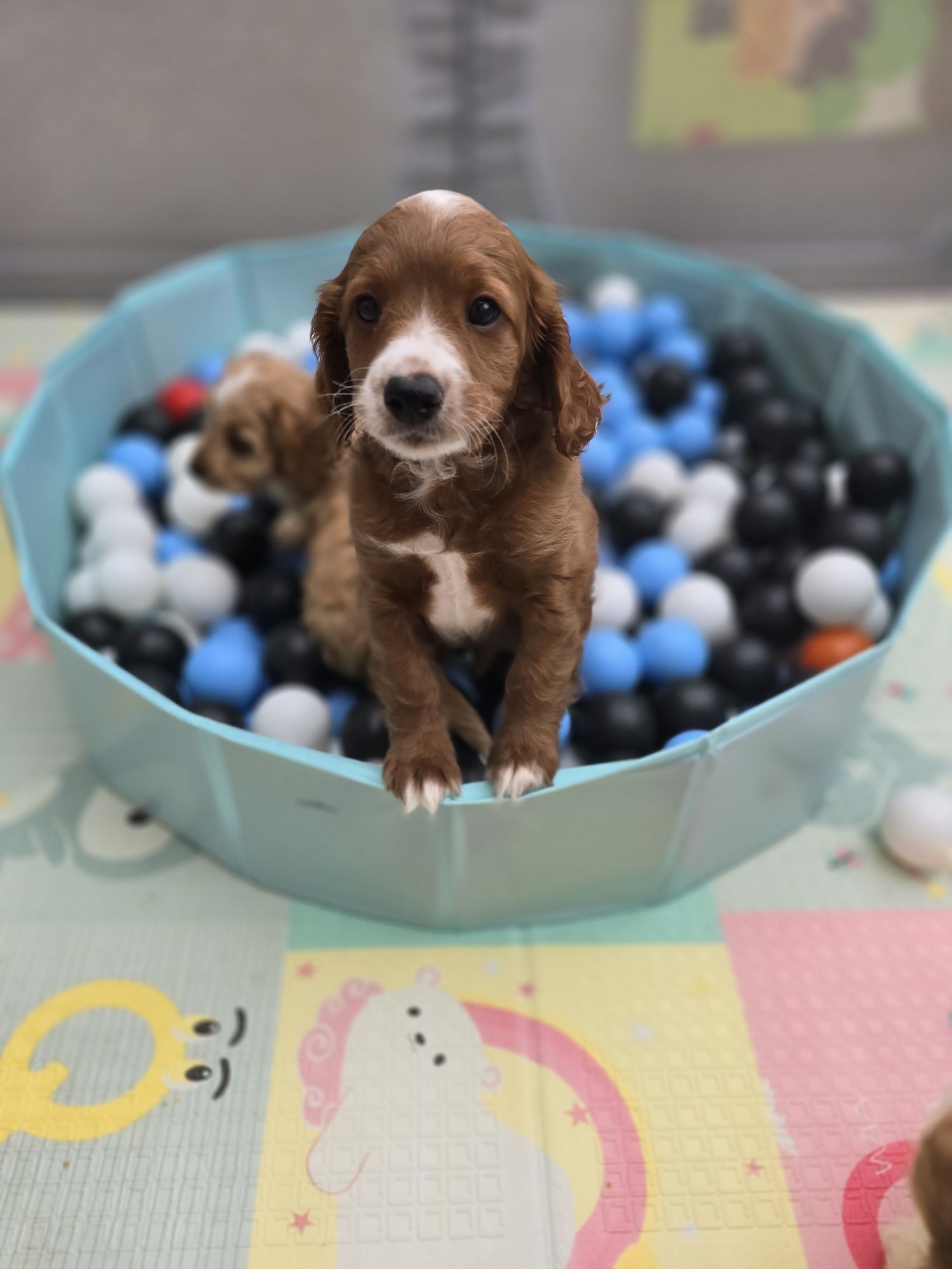 Cockapoo/chłopczyk/ cavapoo
