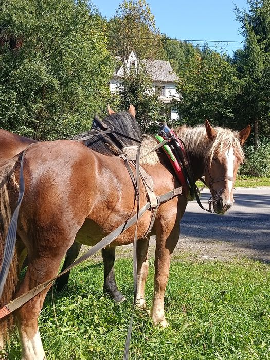 Sprzedam klacz 17 mięs