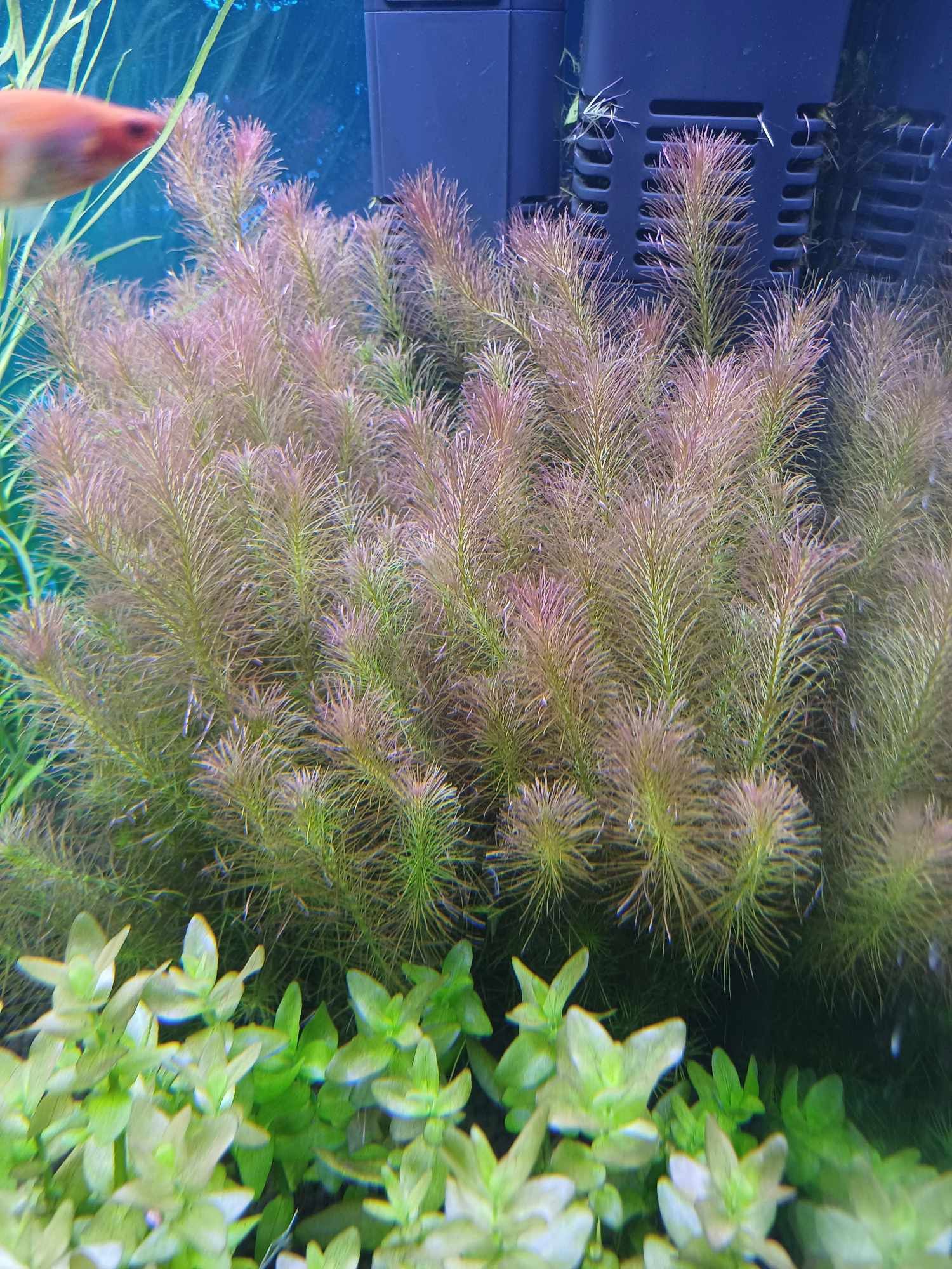 Ammania bonsai, rotala 1/2plan hodowla roślin wysyłka