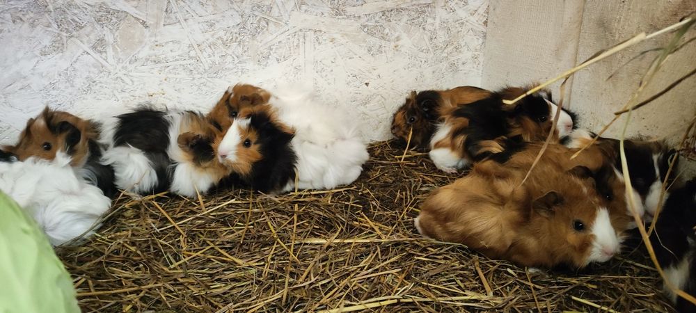 Świnka morska samiczki i samce.