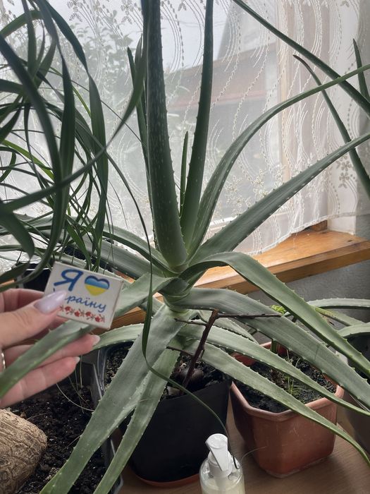 Алоє Вера в горшках для дому