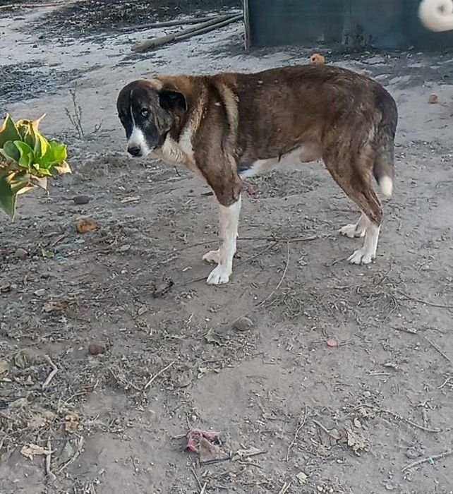 Dou 2 Rafeiros Alentejanos. Ofereço recompensa a quem ficar com eles.