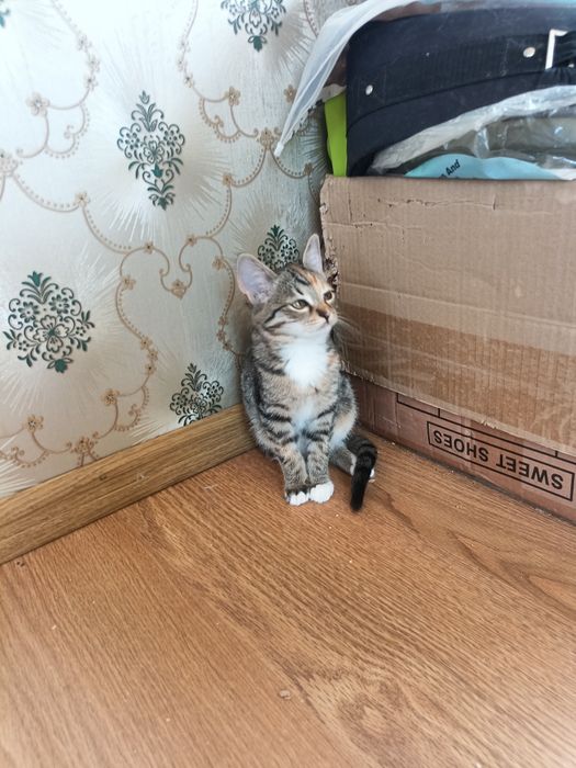 Кошенята в добрі руки