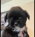 Szczniaczki po shih tzu
