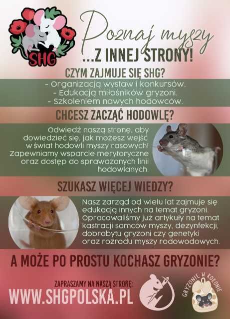 Mysz rasowa z rodowodem hodowla myszy myszki