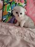 Котики шотландцi,