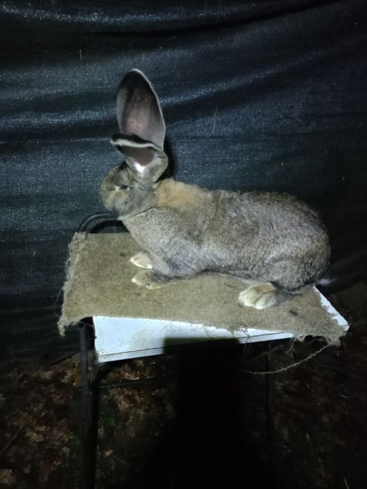 Sprzedam samice Rasy Bos