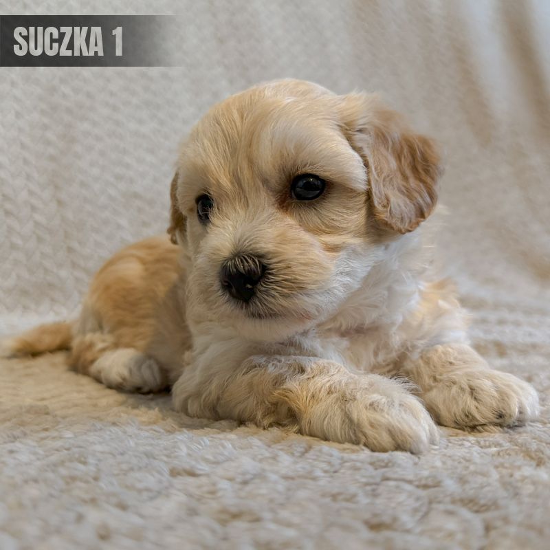 **suczka maltipoo**