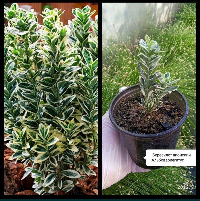 Тамарикс или бисерник