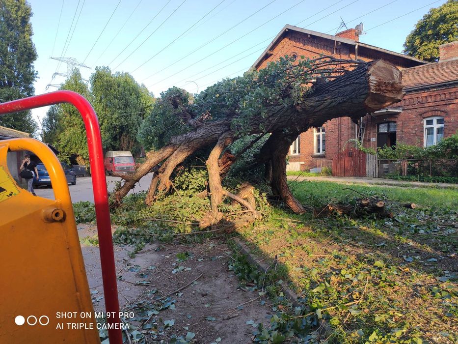 Wycinka drzew i krzewów rębak wynajem mielenie gałęzi