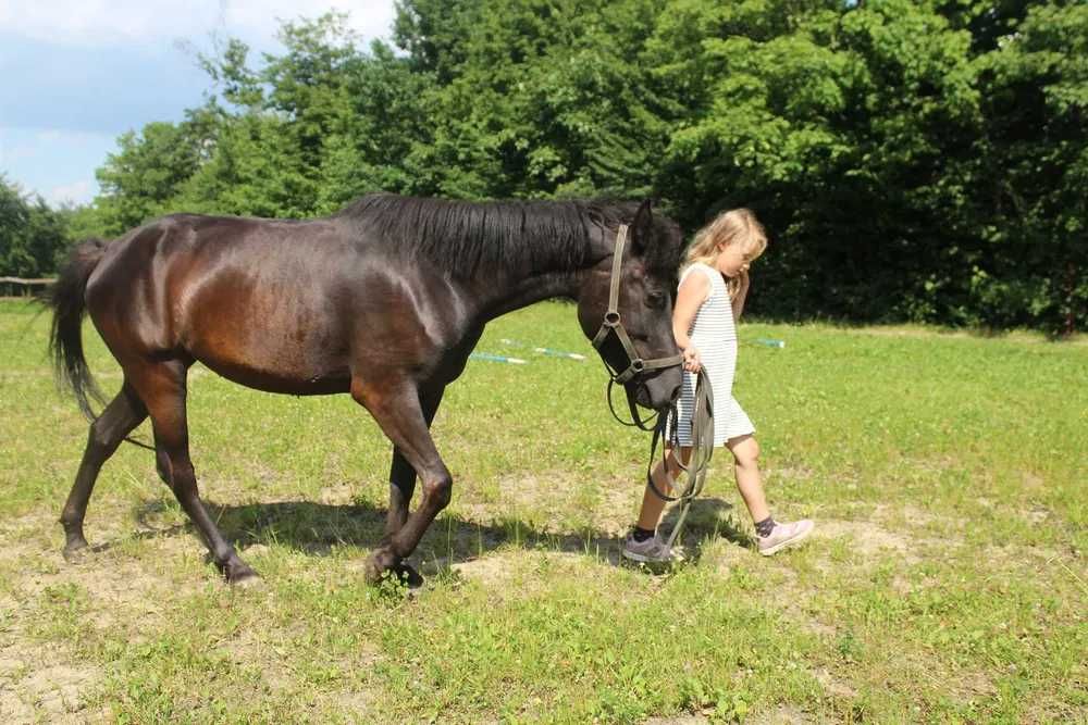 Klacz huculska, hucuł, 2019, rejestrowana, paszport, pełne pochodzenie