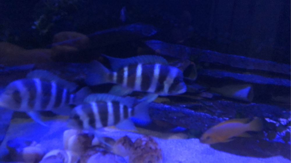 4 Cyphotilapia gibberosa kansombo