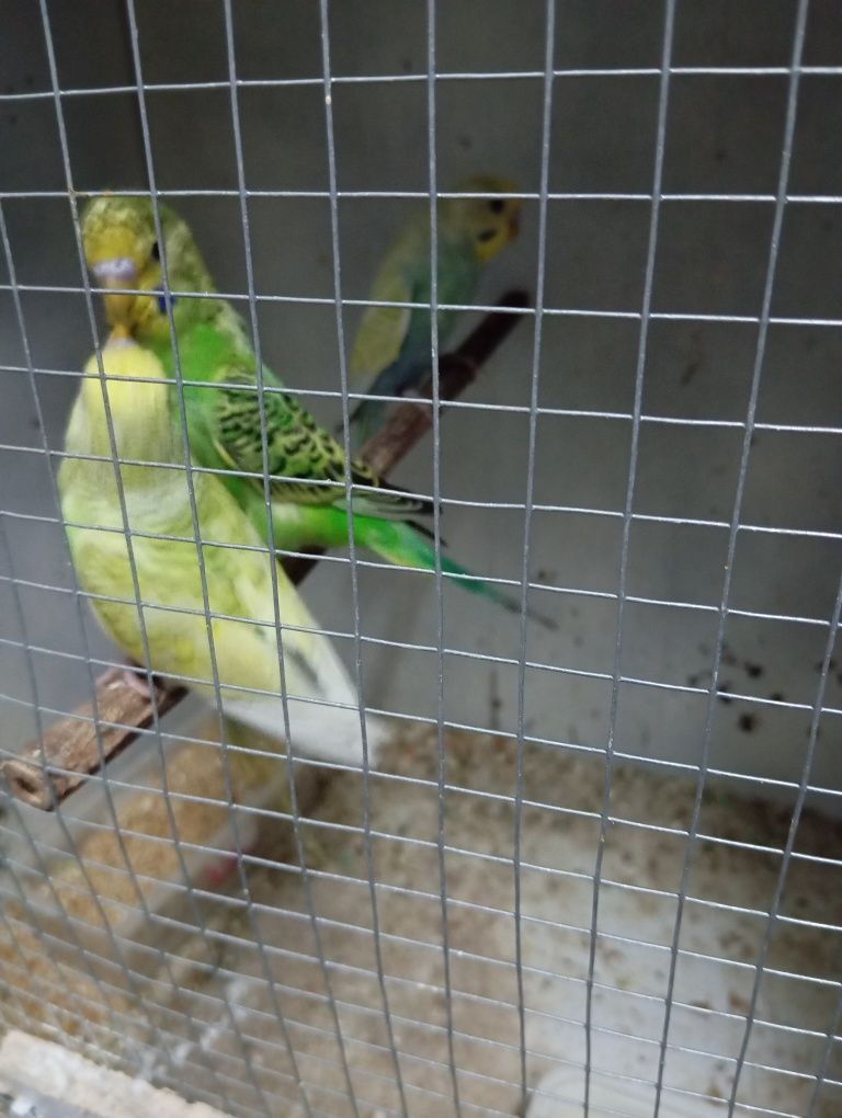 Piriquitos australiano