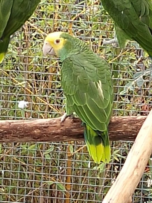 Macho oratrix criado pelos pais