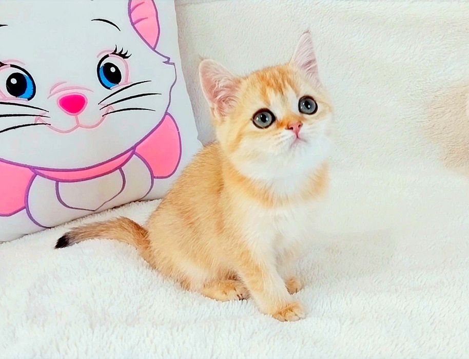 Чарівна кицюня Шотландочка