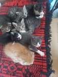 Віддамо в добрі руки кошенят