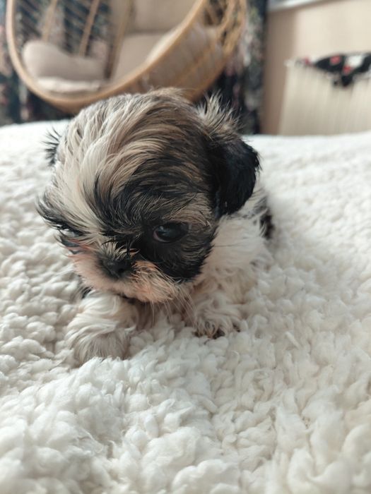 Shih tzu śliczna mini dziewczynka