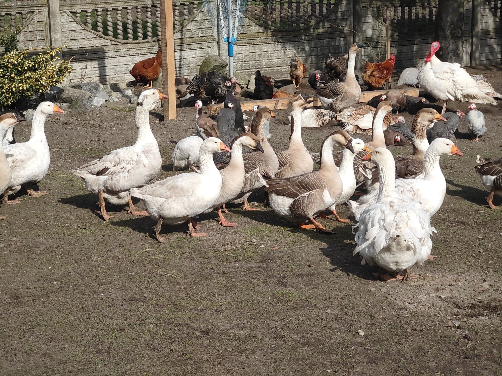 Jaja lęgowe gęsi mix  lokowane garbonos