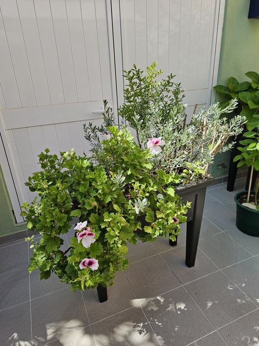 Vaso de 60L com 3 variedades de plantas naturais