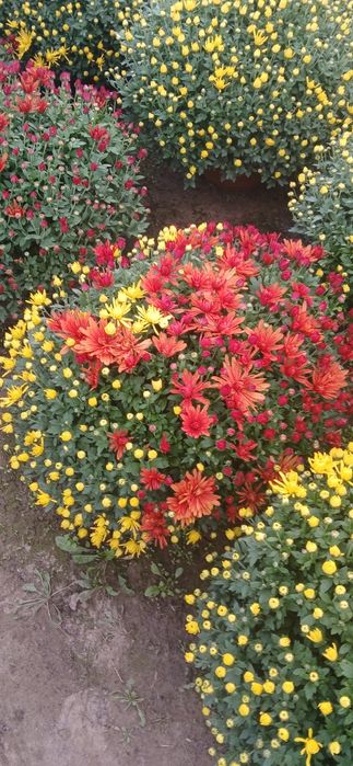 Chryzantemy drobnokwiatowe