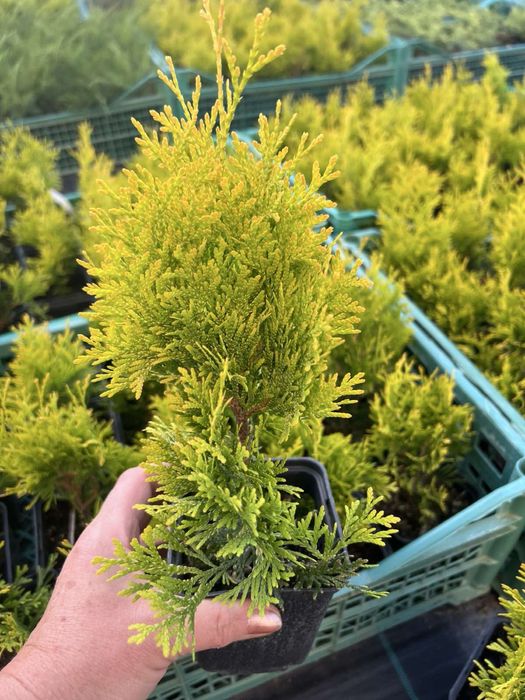 Туя Смарагд,Ялівець,ЯлинкаКоніка,Декоративні рослини